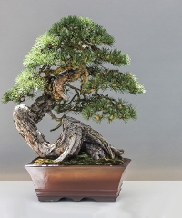 Bonsai 2026 at Villa Pomini: 32nd Japanese Art Exhibition in Castellanza