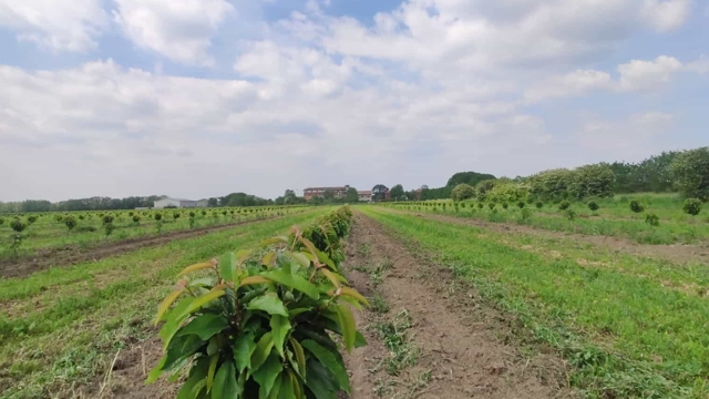 CiliegiaMi: il grande frutteto a mezz'ora da Milano dove raccogliere