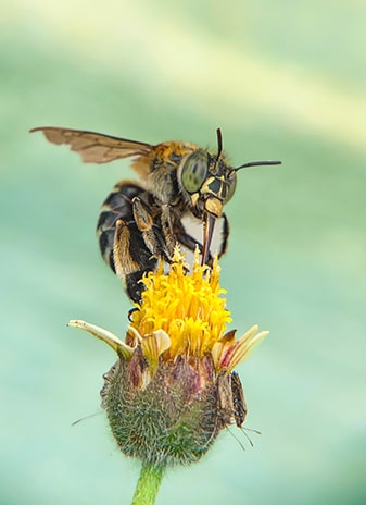 Convegno e escursione sugli impollinatori al Parco Nazionale del