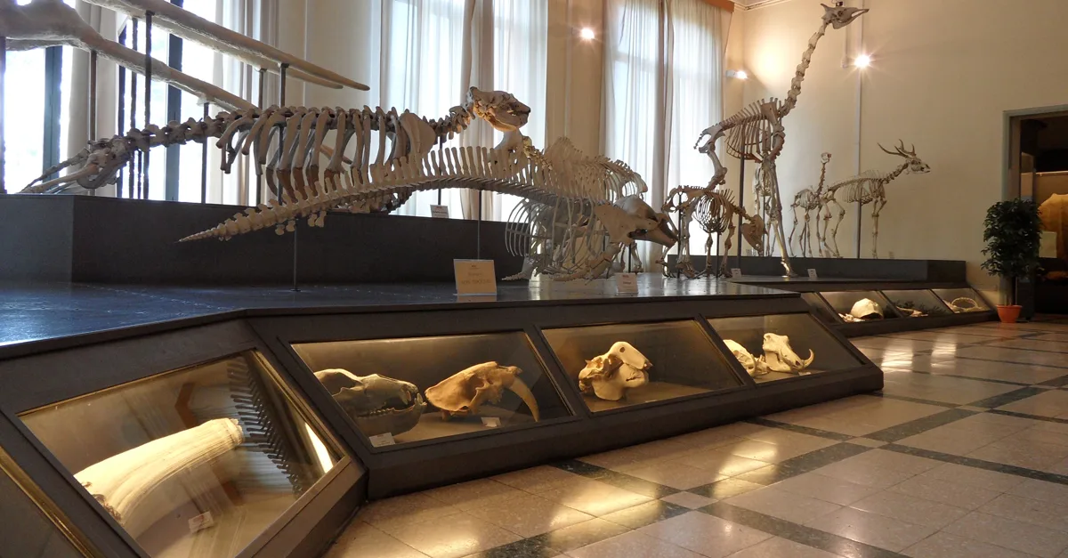Dietro le quinte del Museo: naturalisti e le collezioni scientifiche