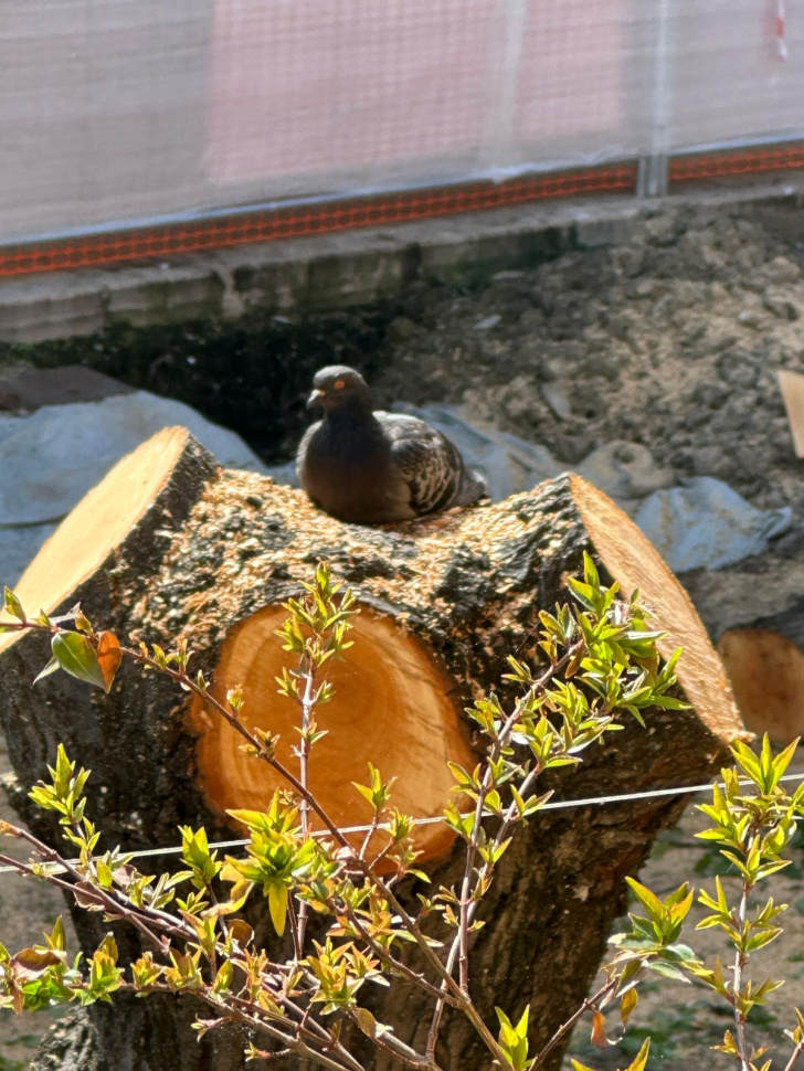 Fano: iniziano gli scavi della Basilica di Vitruvio, avviata una nuova