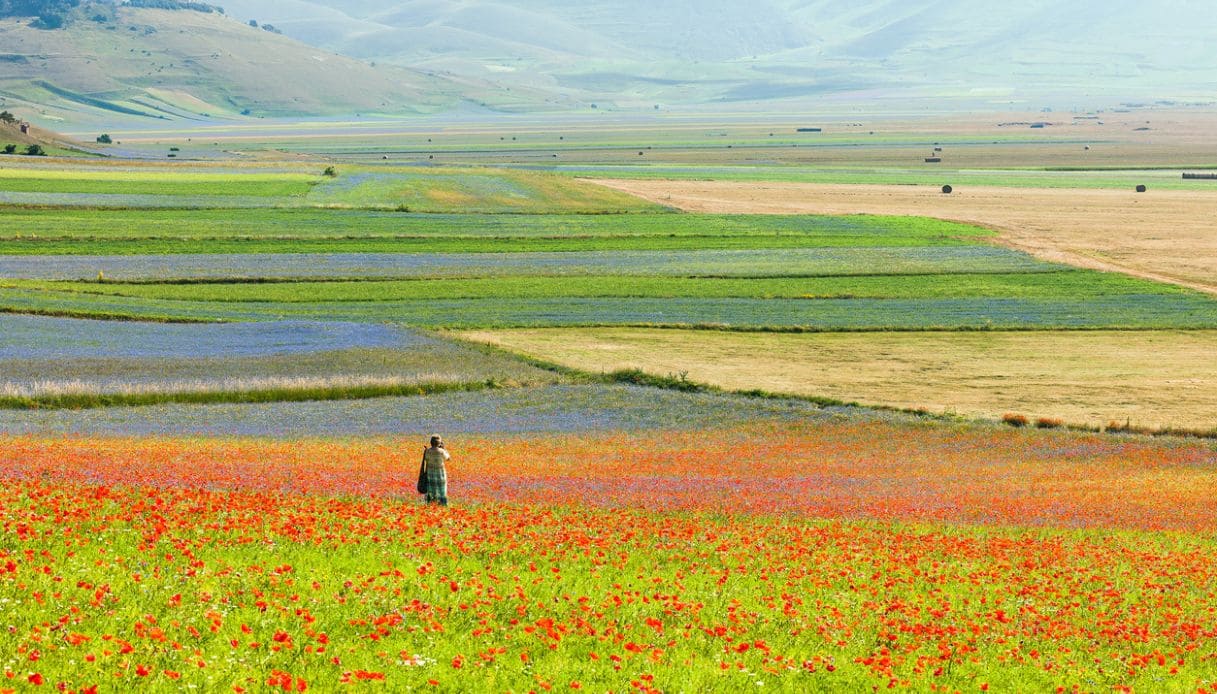 Castelluccio di Norcia Bloom 2026: practical guide to the Pian Grande