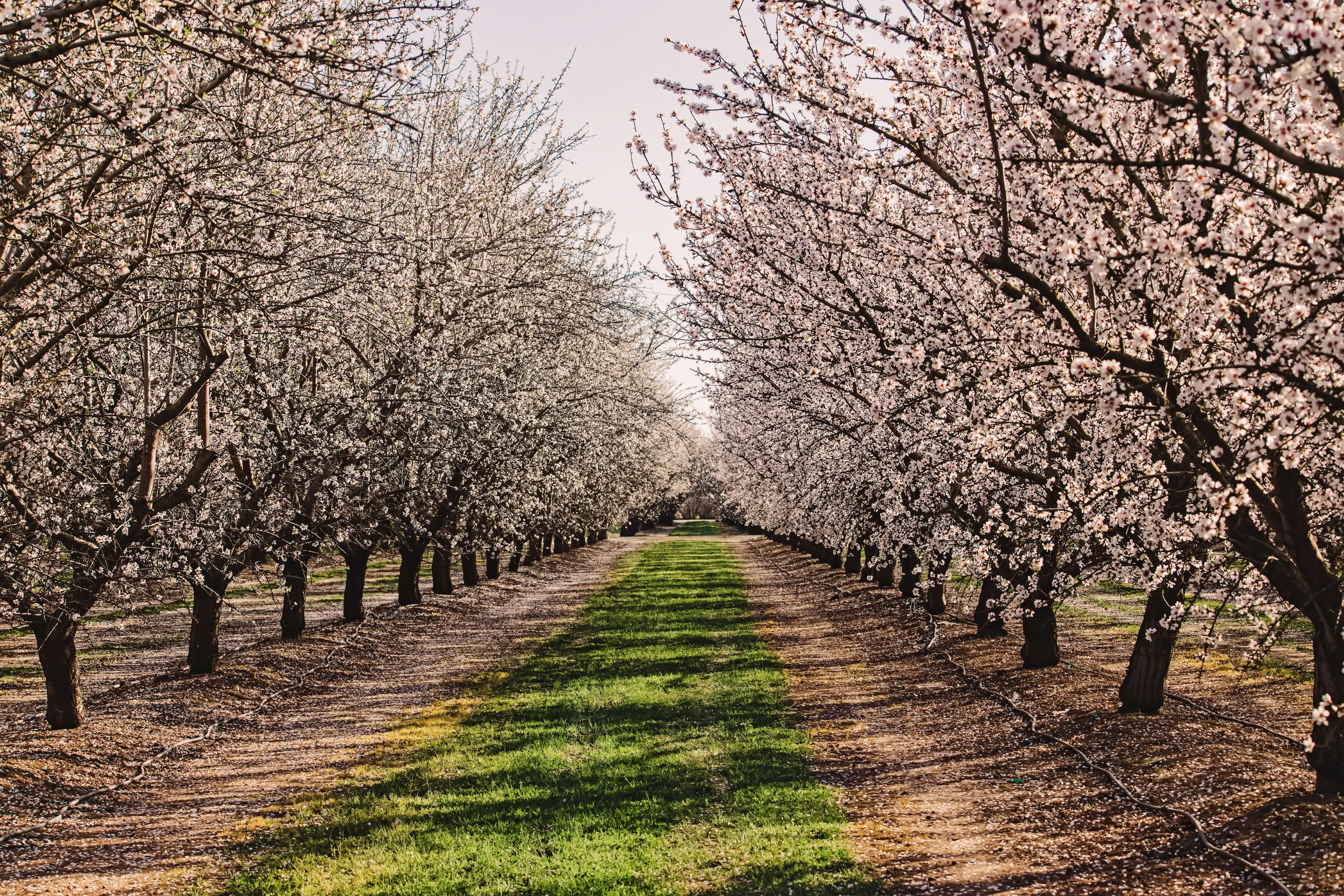 Almond blossom in Santo Stefano di Sessanio: when to go and practical