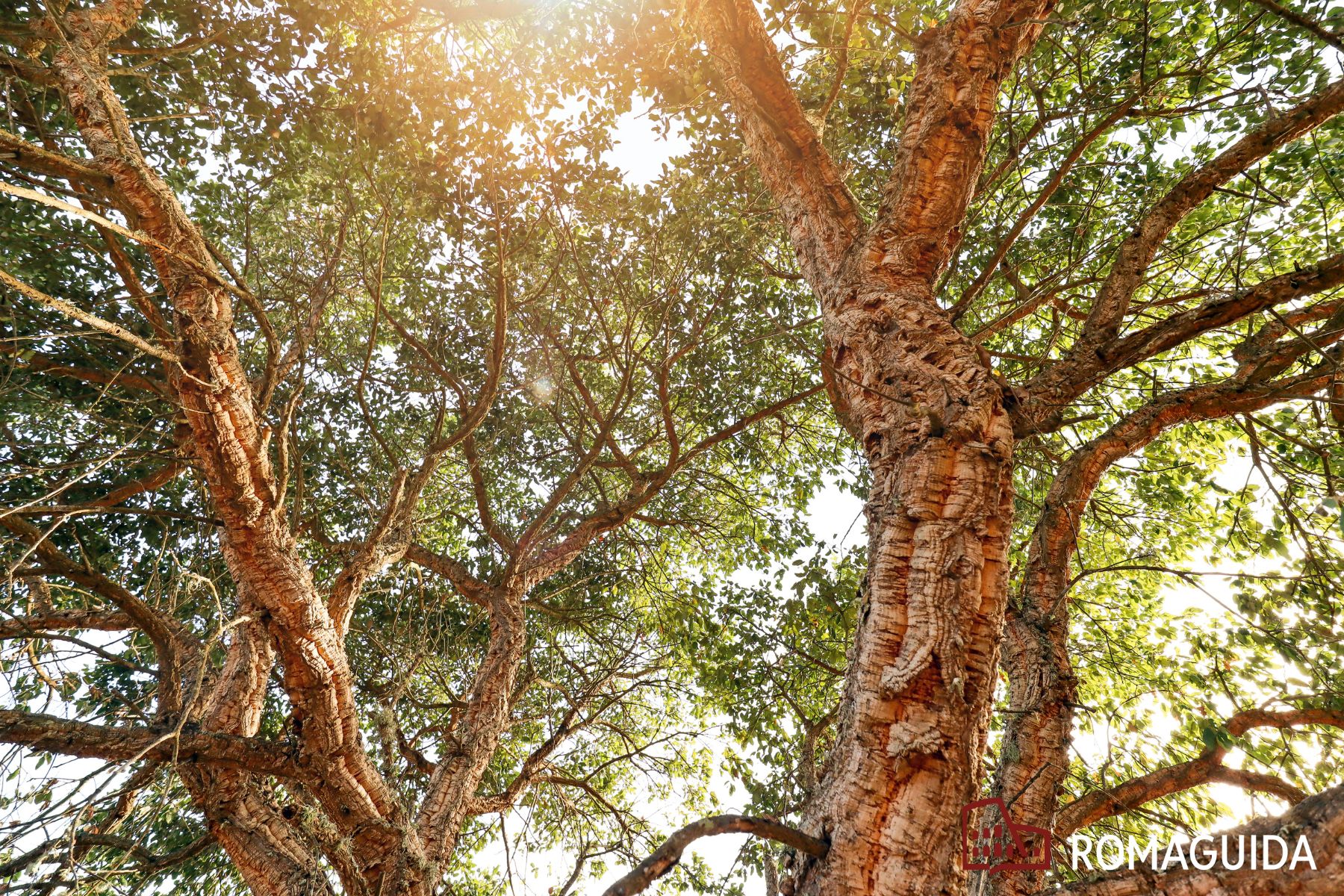I segreti verdi dell’Agro Romano: la Riserva Naturale dell’Insugherata