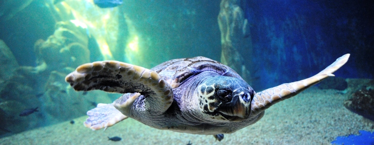 L’Acquario di Cala Gonone: il mare della Sardegna in 26 vasche