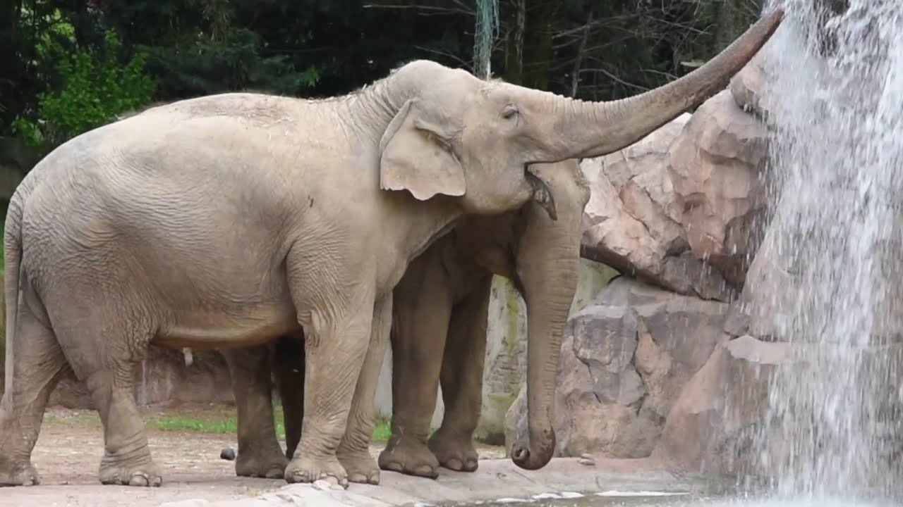 Le Cornelle: il mondo animale mai così vicino!