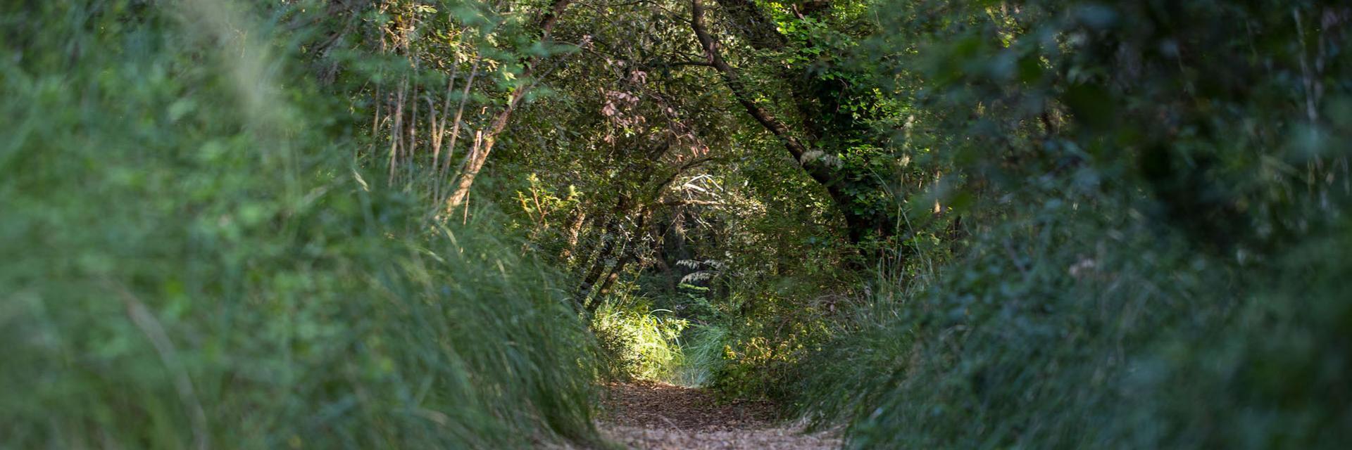 Lecceta di Sepino: un bosco incantato nel cuore del Molise