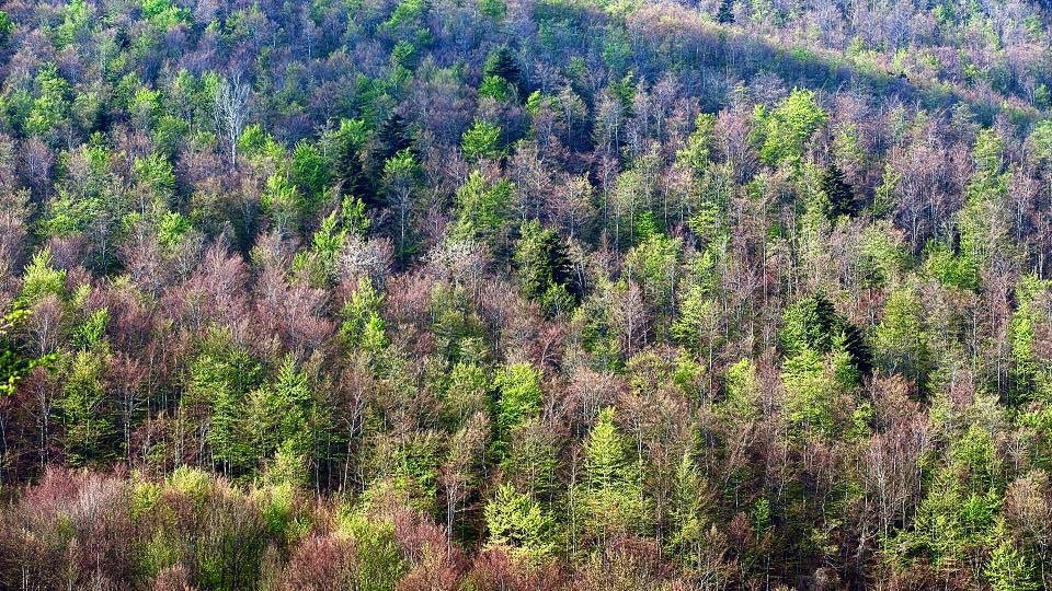 L’Oasi naturale Abetina di Selva Grande: un gioiello verde nel cuore dell’Abruzzo