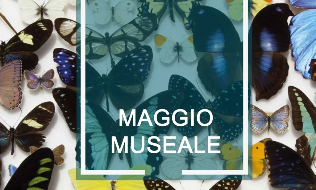 Maggio Museale e Notte Europea dei Musei 2026 al Polo Museale –