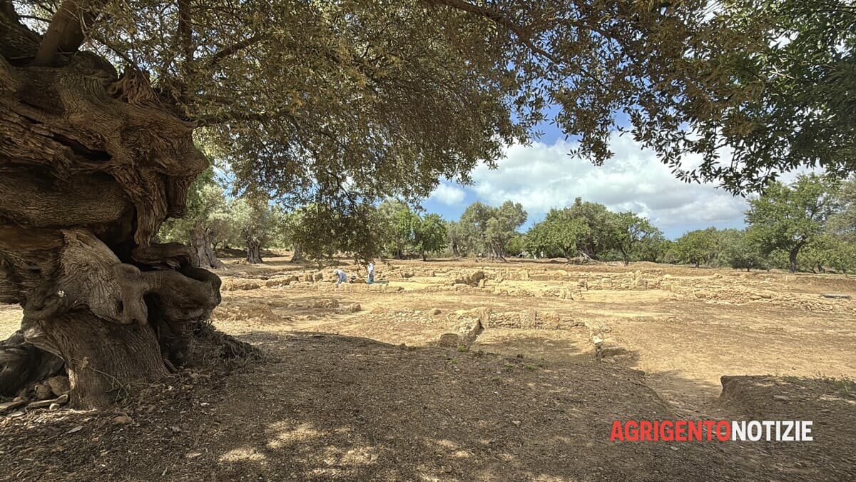 Nuovi scavi nell'area nord della Valle dei Templi: alla scoperta