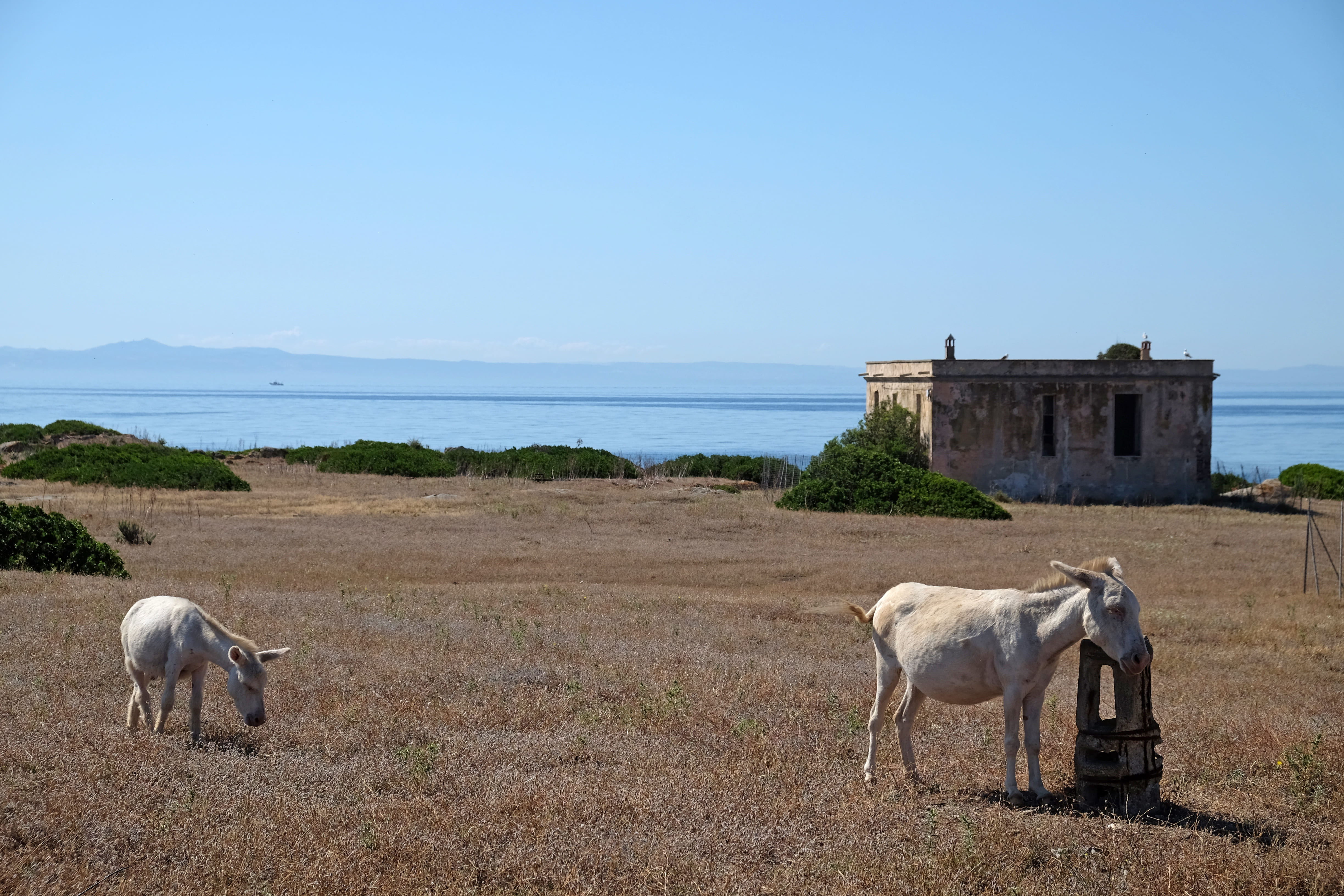 Parco Nazionale dell'Asinara: l'isola selvaggia degli asinelli bianchi