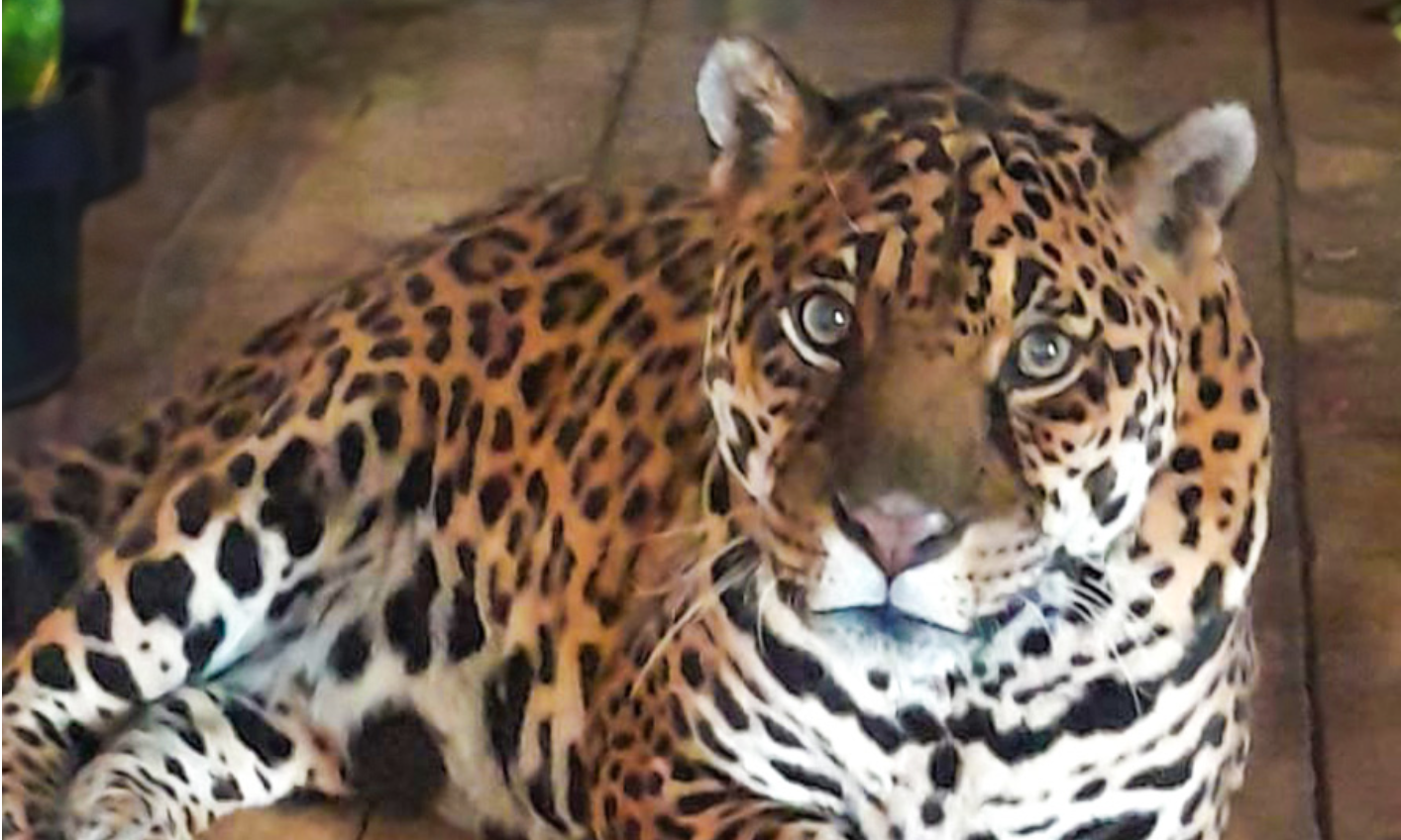 Parco Safari delle Langhe – l’Africa vicino casa tua!