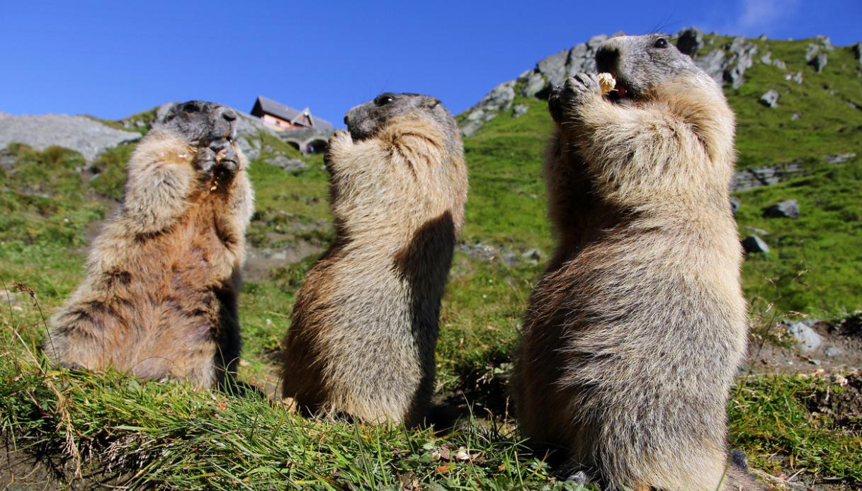 Parlamento delle Marmotte: l’anfiteatro naturale nel Parco