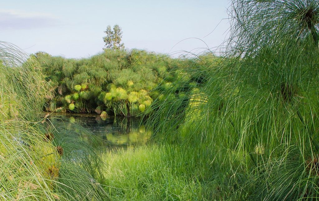 Siracusa: La terra del Papiro, un tesoro nascosto da scoprire!