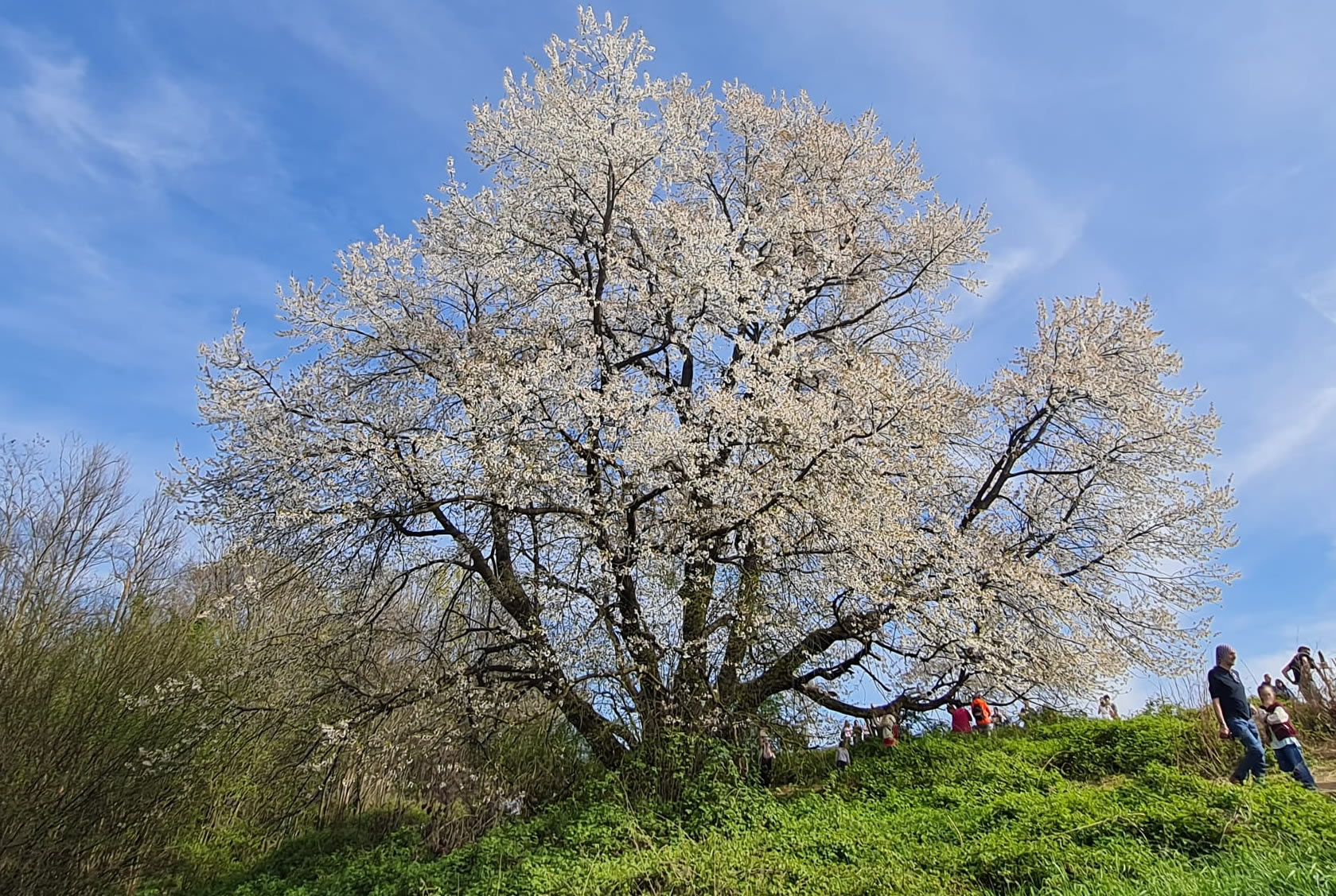 Tutela rinnovata per il Ciliegio Monumentale di Vergo Zoccorino (Besana)
