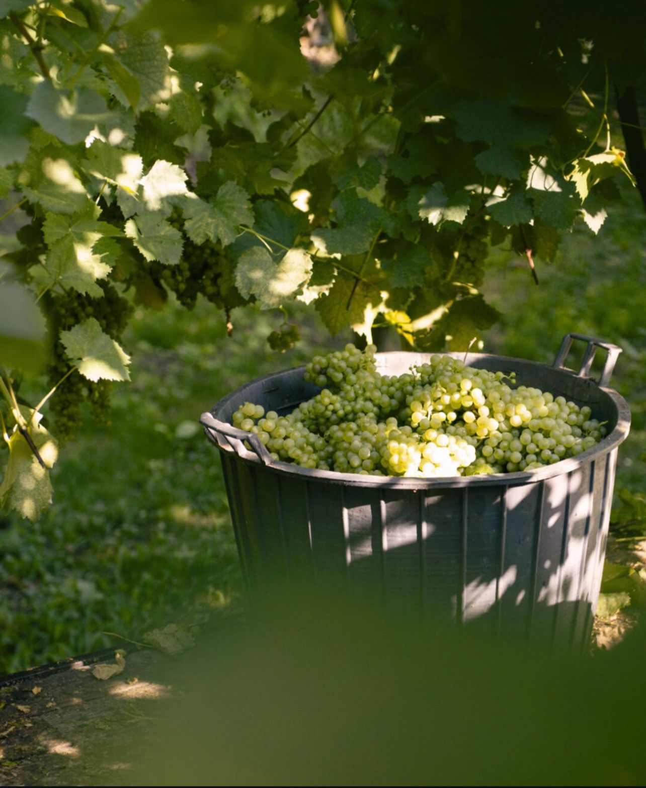 Vendemmia Experience - il tour dei vini in Italia
